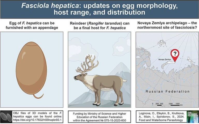 Печёночная двуустка (Fasciola hepatica): что новенького?